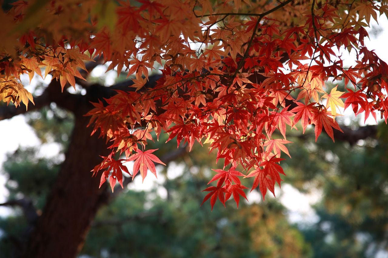 entdecken sie die neuesten herbsttrends, die ihr outfit aufpeppen! erfahren sie, welche farben, stoffe und styles in dieser saison angesagt sind, und lassen sie sich von unseren kreativen ideen inspirieren.