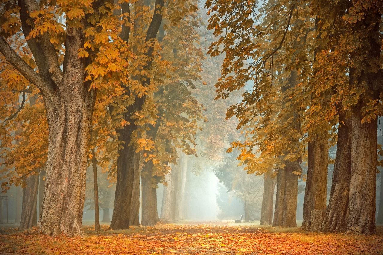 entdecken sie die neuesten herbsttrends, die ihren kleiderschrank auffrischen! von warmen farbtönen bis hin zu stilvollen schichten – bleiben sie modisch und bereit für die kühlen tage. lassen sie sich inspirieren!