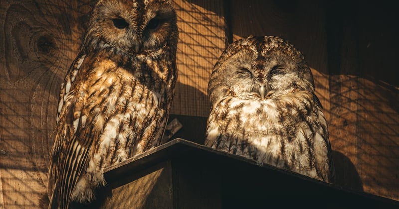Ruf des Waldkauzes: Die geheimnisvolle Stimme der Nacht