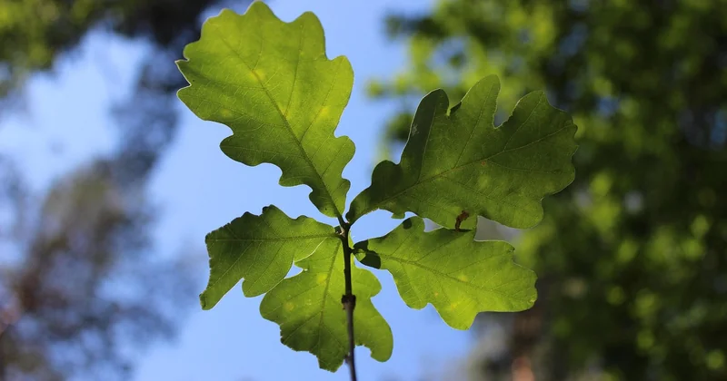 Grüner Stuhlgang und Krebs: ein Gerücht, das sich hält
