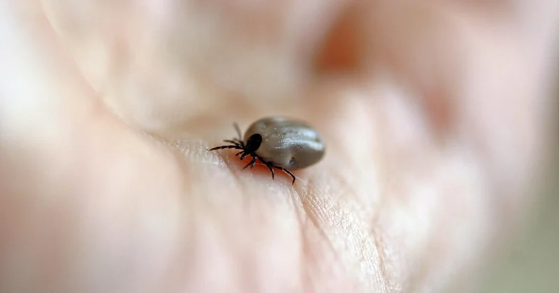 Borreliose-Rötung im Vergleich: Die entscheidenden Unterschiede