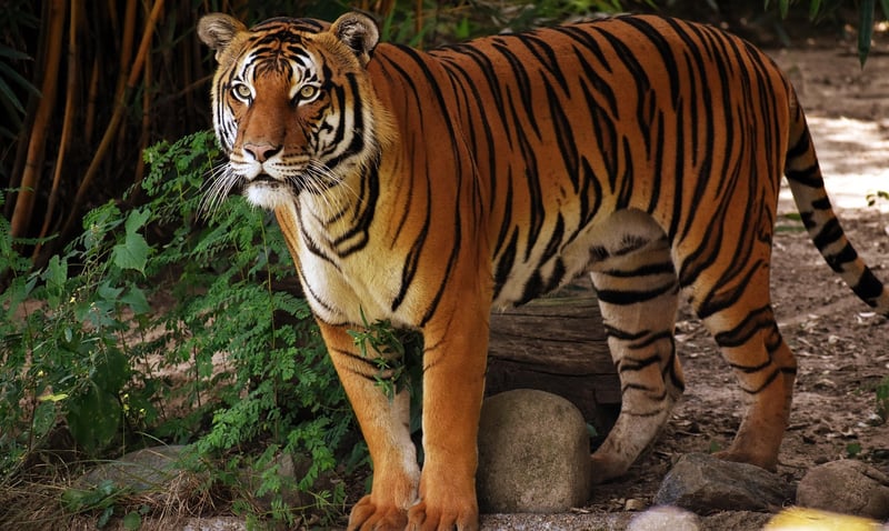 animal