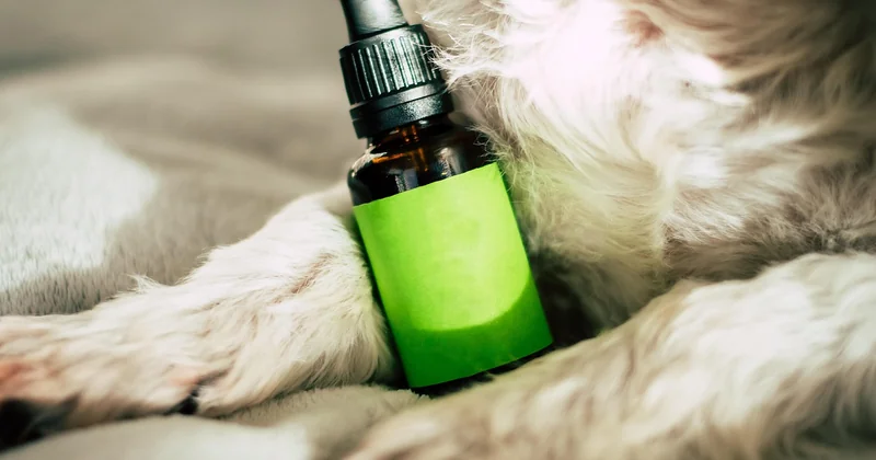 Cbg vs. CBD: der Vergleich, den die meisten falsch aufziehen