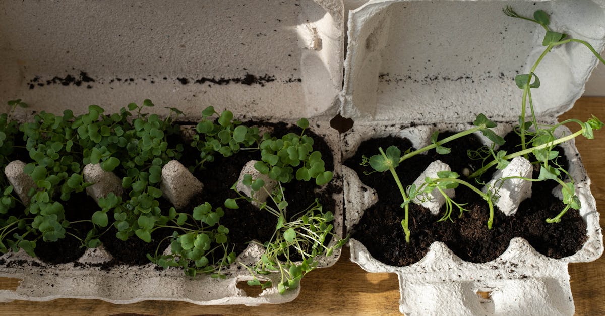 entdecken sie die welt des upcyclings: kreative ideen zur wiederverwertung alter materialien und zur förderung nachhaltiger lebensstile. lassen sie sich inspirieren, wie sie durch upcycling einzigartige produkte schaffen und die umwelt schützen können.